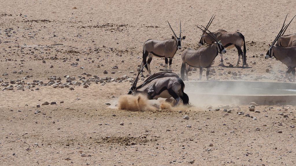 Oryx Antilopen beim Kampf am Wasserloch