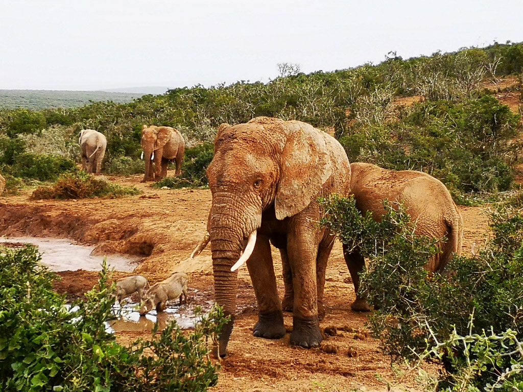 Foto: Elefanten im Addo Nationalpark - Südafrika