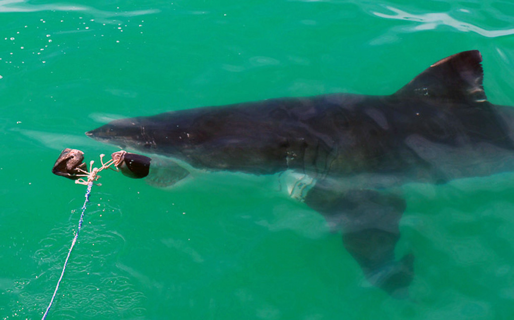 Weißer Hai vor Gansbaai in Südafrika