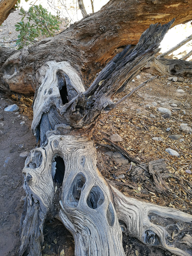 Foto: Altes Holz in Namibia