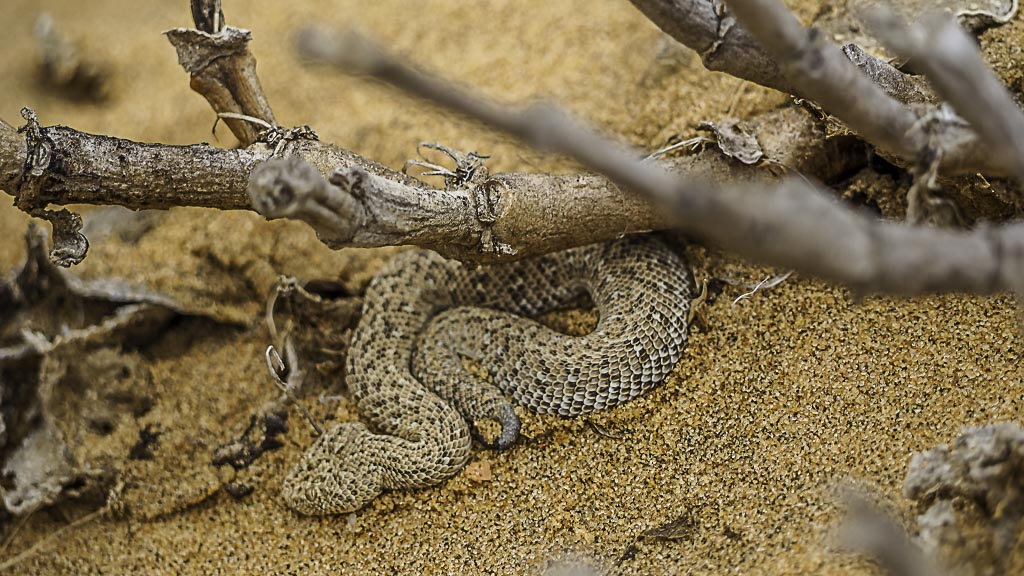 Schlange in der Wüste bei Swakopmund