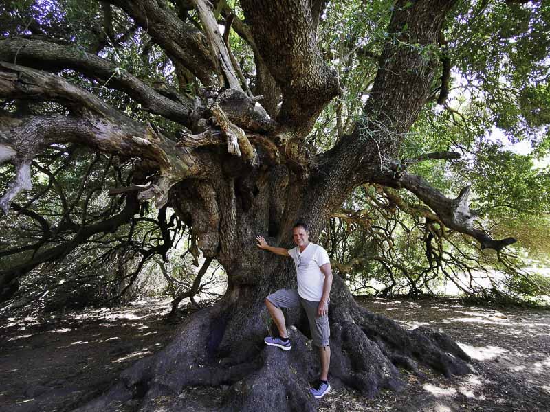 4000 Jahre alter Olivenbaum auf Sardinien