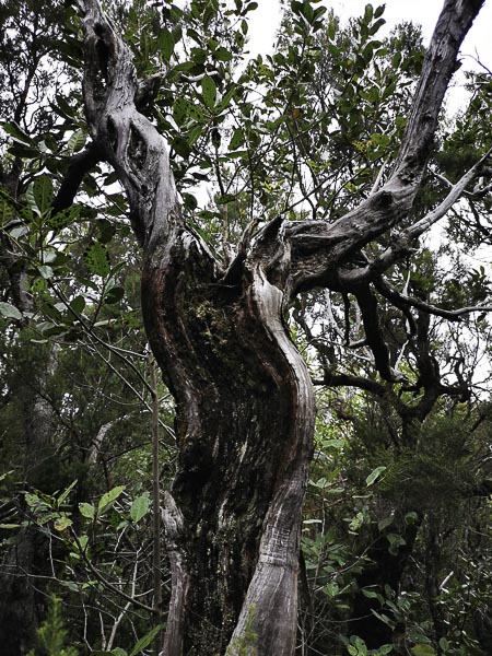 Knorriger Baum in der La Laguna Grande auf La Gomera