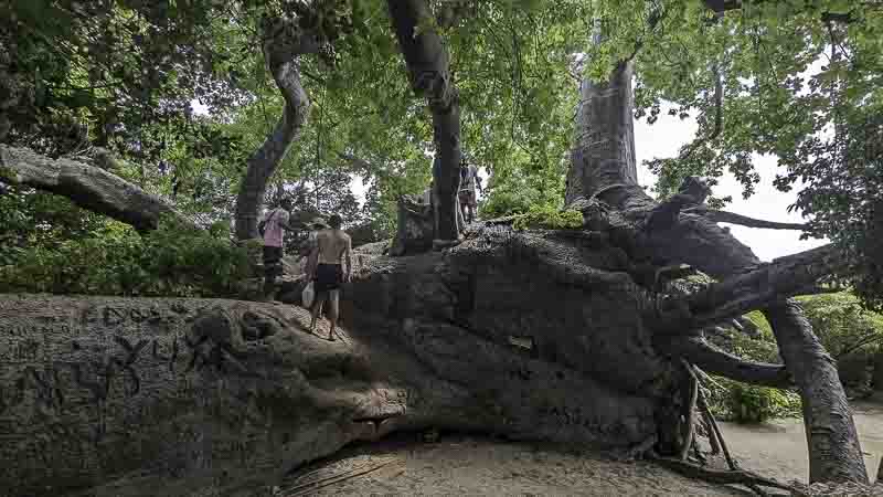 Ältester Baobab von Sansibar auf Kwale Island.