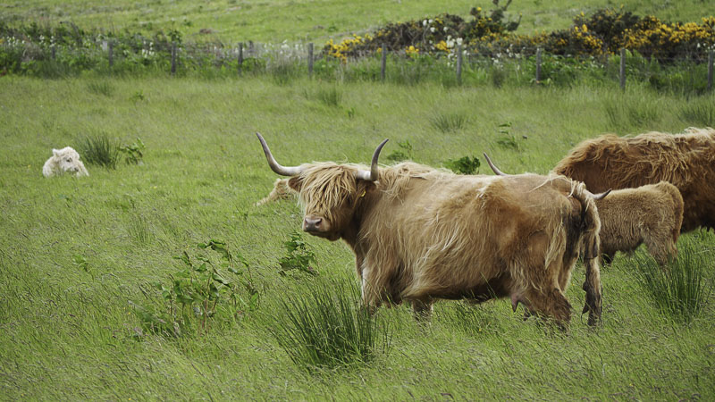 Rinder am Duncansby Head in Schottland